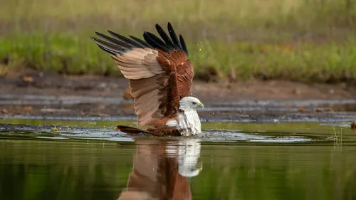 Flights of Fantasy: Give Your Love For Birdwatching A Special Treat This Season