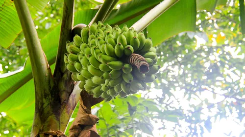 4 Ways to Cook With Banana Stem