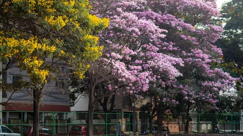 Bengaluru Blushes Pink With Beautiful Cherry Blossoms!