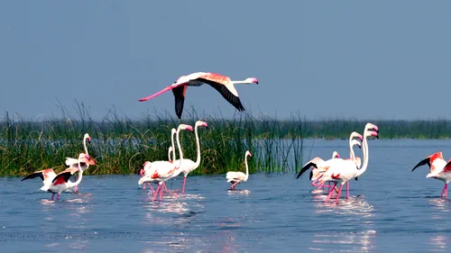 15 Bird Parks In India You Must Visit During The Winter Season  