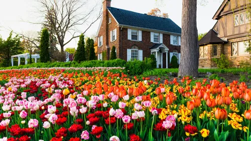 Bloom Into Spring: Your Guide To The 2025 Canadian Tulip Festival In Ottawa