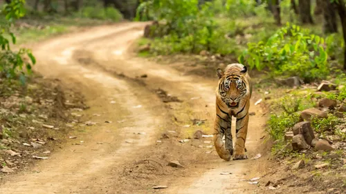 Explore The Wonders Of Wild With These Top Wildlife Sanctuaries In India