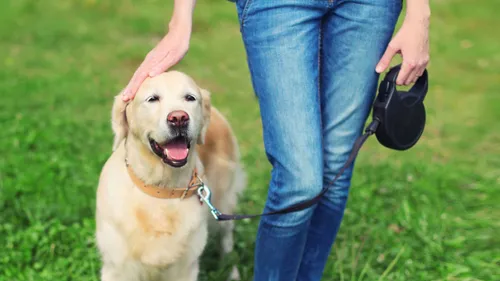  Sniffing Out The Best! Dog Trainers Every Mumbai Pet Parent Needs