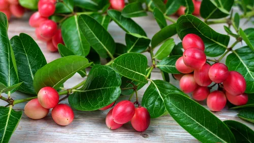 Reliving The Flavours Of Goa’s Disappearing Wild Berries