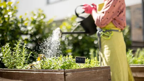  Incredibly Useful And Super Easy To Grow Kitchen Herb Plants Your Garden Needs