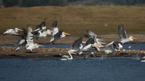 Why You Must Safari In Rajasthan’s Sariska Tiger Reserve 