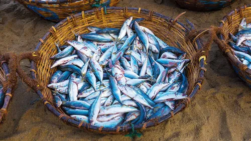  A Fishy Feast: Top Choices in India, Nutritional Benefits & More