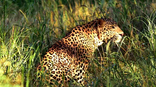 Meeting Rana, The Leopard, In Jaipur City