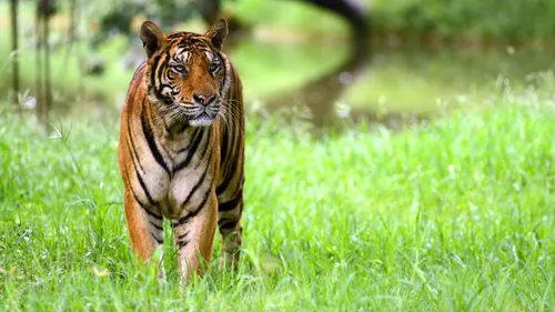 Plan An Unforgettable Safari Experience At Kanha National Park With These Tips