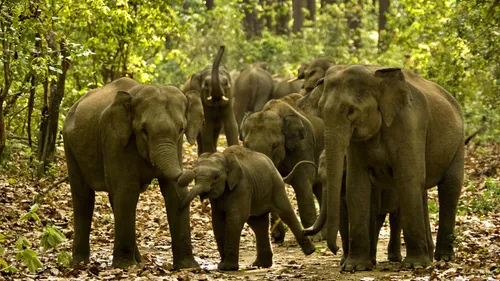 Keepers Of The Wild: Untold Tales Of Valour