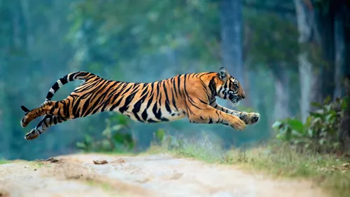 Into the Wild: An Interview With Wildlife Photographer Mithun Hunugund