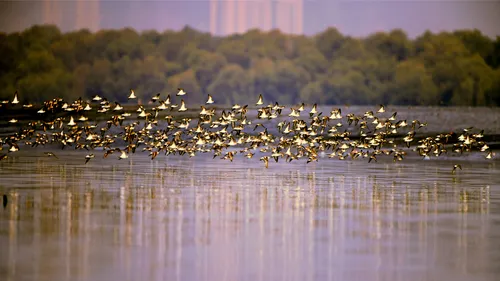 Art For A Cause: Save Mumbai’s Mangroves