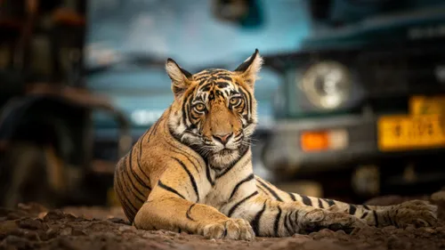 Plan A Visit To These Wildlife Sanctuaries And Tiger Reserves Of India