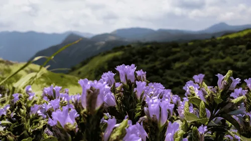 Neelakurinji Flower: 12-Year Bloom Magic In The Western Ghats!
