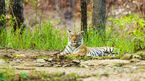 The Jungle Book Experience In The Forests of Pench