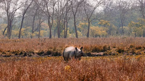 In The Midst Of Nature: Things To Do In Pobitora Wildlife Sanctuary