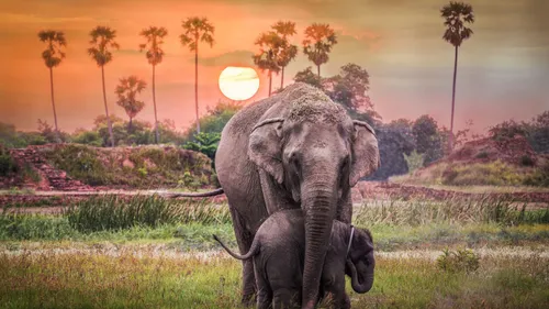 Pack Your Bags, Sri Lanka's VISA for Indians Is Now Free