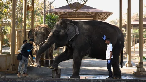 Sneak Peek Inside Vantara, Jamnagar's New Animal Sanctuary In Gujarat