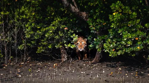Plan A Trip To Sunderbans With This Quick Guide