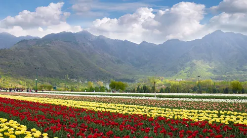 Srinagar’s Tulip Garden Is A Sight To Behold. Here’s Why You Need To Visit It NOW 
