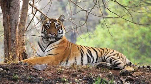 Meet Rani, The Tigress And My Unnamed Friend In Tadoba