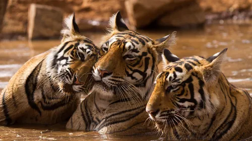 7 Documentaries By Award Winning Filmmakers To Watch 