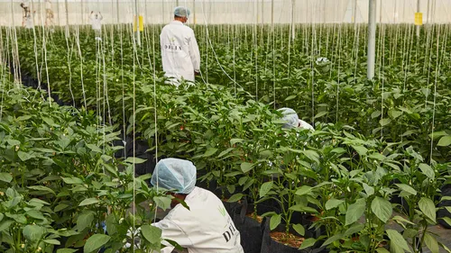 Farm To Table: Here’s How Urban Farmers Are Changing The Way We Eat