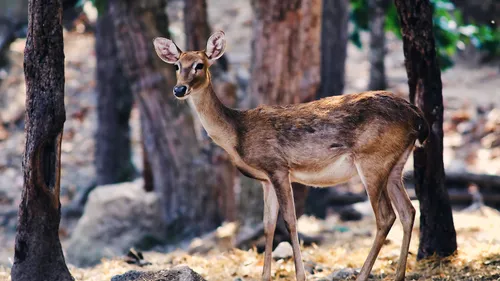 A Walk On The Wild Side Of Maharashtra 