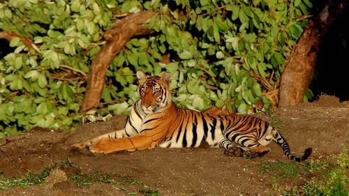 Looking Into The Eye Of The Tiger At Bandipur National Park