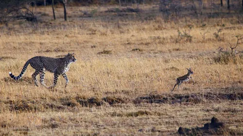 Nature Tells The Story It Wants To Share: Wildlife Filmmaker Vijay Bedi