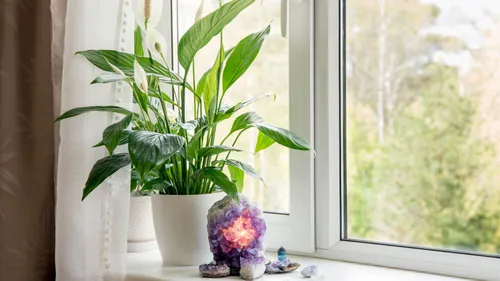Good Luck Plants To Bring Positivity & Prosperity To Your Home