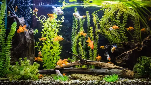 Setting Up Aquarium At Home? These Fish Are Just The Perfect Choice