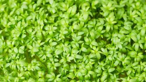 Best Ways To Use Halim Seeds For Stronger Hair And Bones