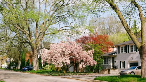 Beat The Winter Smog With These Lush Quick Growing Trees