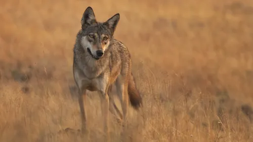 India’s First Wolf Sanctuary Roars To Life In Jharkhand!