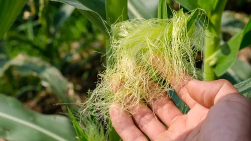 Here's Why Everyone’s Talking About Corn Silk Tea For Wellness