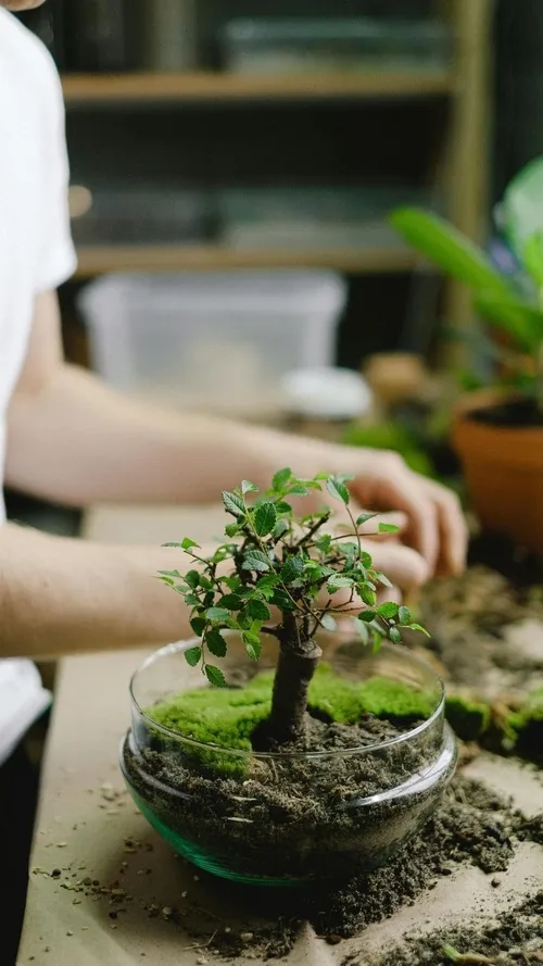 Your Quick Beginner’s Guide To Growing Bonsai In India