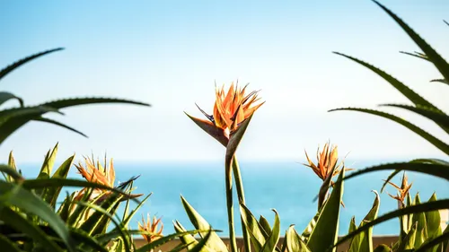 Birds Of Paradise And Other Plants That'll Give Your Garden A Spring Glow-Up