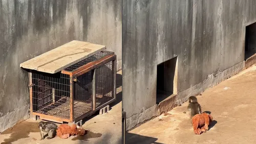 A Toy From Ikea, A Japanese Monkey, And A Bond That Is Universal! 