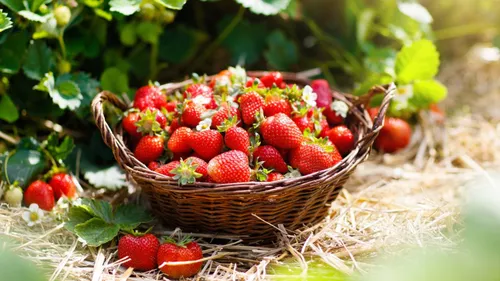 Berry Bliss: Here Are The Places You Can Go Strawberry Picking In India