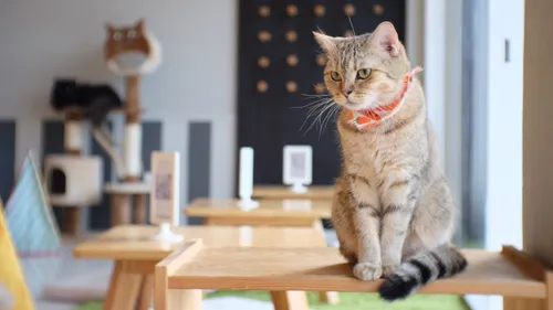 Pretty Purrfect: India’s First Cat Museum Has Opened In Mysuru