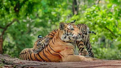 Celebrate World Forest Day 2026 With India’s Ultimate Safari Picks