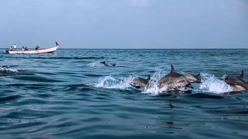 Bookmark These Best Dolphin Watching Destinations In India