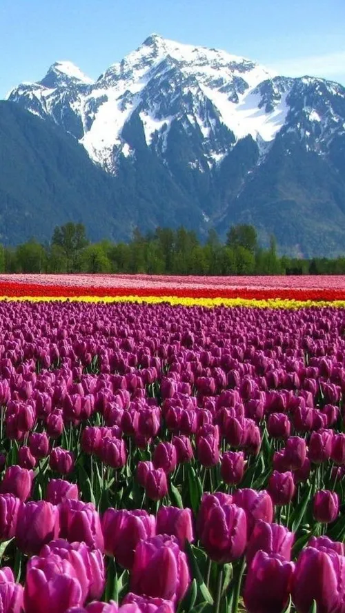 Kashmir In Bloom! Asia’s Largest Tulip Garden Opens In Srinagar For 2026 Season
