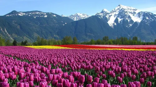 Kashmir In Bloom! Asia’s Largest Tulip Garden Opens In Srinagar For 2026 Season