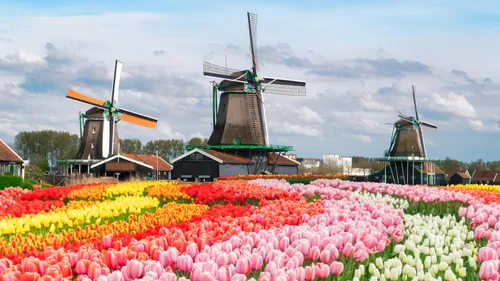 Tulip Season Is Here: See the Netherlands’ Bloom At Its Peak In 2026