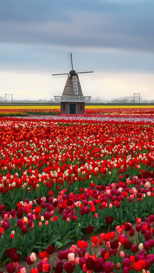 Tulip Season Is Here: See the Netherlands’ Bloom At Its Peak In 2026
