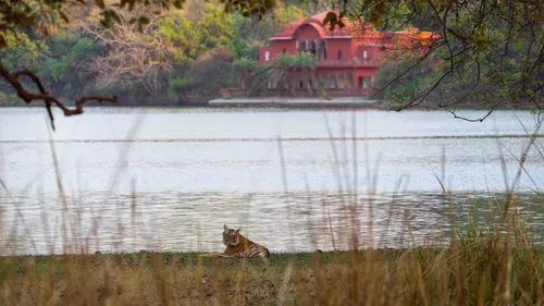 How To See More Than Just Stripes This Global Tiger Day