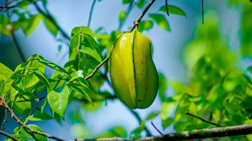 Benefits Of Star Fruit: Unlock Wellness With Vitamin C, Fiber & More!