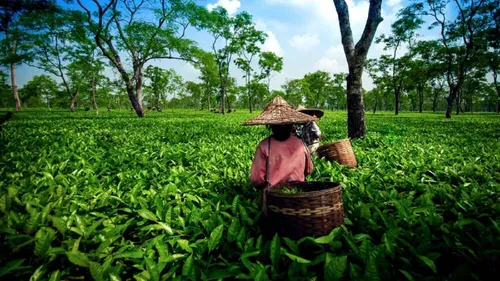 Tourist Attractions In Assam You Must Explore 